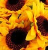 sunflowers to brighten your day