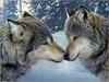 puppy love....wolf love 