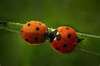 Ladybug smooches