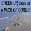 Smile! It's a pack of corgies