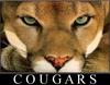 On a Cougar Hunt