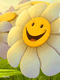 a smile flower for you