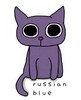 Russian Blue Cat :3