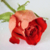 A rose for you♥
