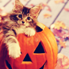 Wishing You A Happy Halloween!