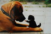 May I pet you FOREVER ?