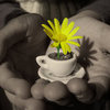✿a Flower for You✿