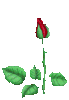A rose for my pet
