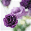 ♥raindrops on roses ♥