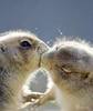 ♡ A Fuzzy Kiss ♡