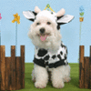 Cute dog in cow costume