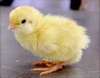 hows my chick