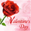 A Red Rose On Valentine's Day!