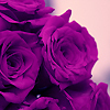 Purple Roses ~♥  
