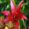heres a lilly just for you