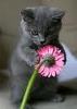 I haz a flower for u