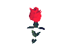 A rose for you..