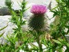  Nova Scotia Thistle