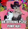 pimp cat