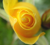 A Yellow Rose