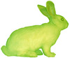 a GM green fluorescent bunny