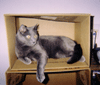 A(my) cat in a box!