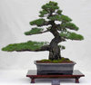 A Bonsai Tree