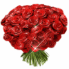 ♥red roses♥