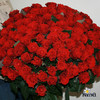 100 roses for you♥