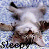 tired kitty