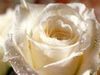 single white rose