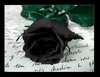 A Black Rose