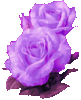 purpel roses for u love