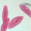 Protozoan culture to feed Amoeba