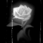 a rose for u