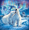 Polar Love