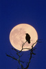 ~moon raven~