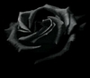 black rose