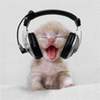 Jamming kitten