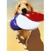 a frisbee playmate