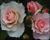 Soft Pink Apricot Roses