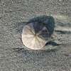 Sand Dollar