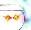 A little goldfish love