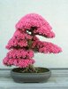 pink bonsai
