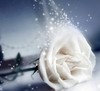 **White Rose For You**