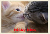 Cute Kitten Kiss