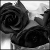 Black Rose