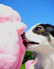 Cotton Candy for my pet! &lt;3