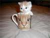 cat mug