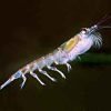 Krill